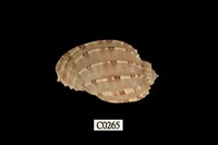 藏品(斑節楊桃螺)的圖片